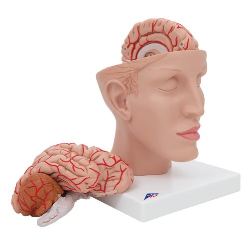 Beyin Modeli - Kan Damarları ile birlikte ve Baş Üstünde, 8 parça - 3B Smart Anatomy, 1017869 [C25], Beyin Modelleri