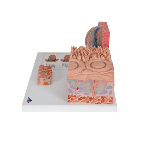 3B MICROanatomie Dil Modeli - 3B Smart Anatomy, 1000247 [D17], Mikro-Anatomi Modelleri