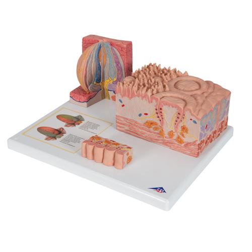3B MICROanatomie Dil Modeli - 3B Smart Anatomy, 1000247 [D17], Mikro-Anatomi Modelleri