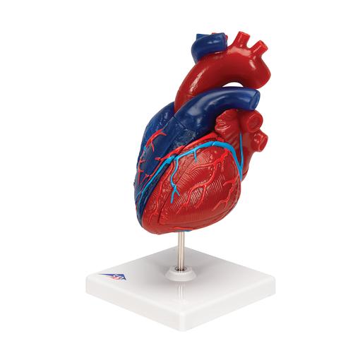 Gerçek Boyut İnsan Kalp Modeli, 5 Parça - 3B Smart Anatomy, 1010007 [G01/1], Kalp ve Dolaşım Modelleri