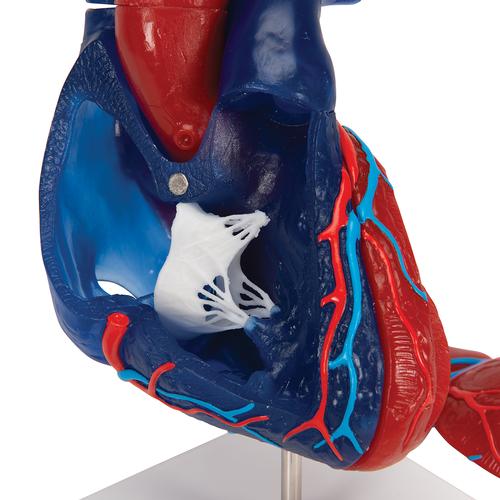 Gerçek Boyut İnsan Kalp Modeli, 5 Parça - 3B Smart Anatomy, 1010007 [G01/1], Kalp ve Dolaşım Modelleri