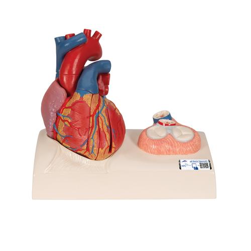 Gerçek Boyut İnsan Kalp Modeli, Sistol Temsili ile 5 Parça -  3B Smart Anatomy, 1010006 [G01], Kalp ve Dolaşım Modelleri