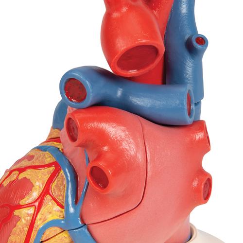 Gerçek Boyut İnsan Kalp Modeli, Sistol Temsili ile 5 Parça -  3B Smart Anatomy, 1010006 [G01], Kalp ve Dolaşım Modelleri