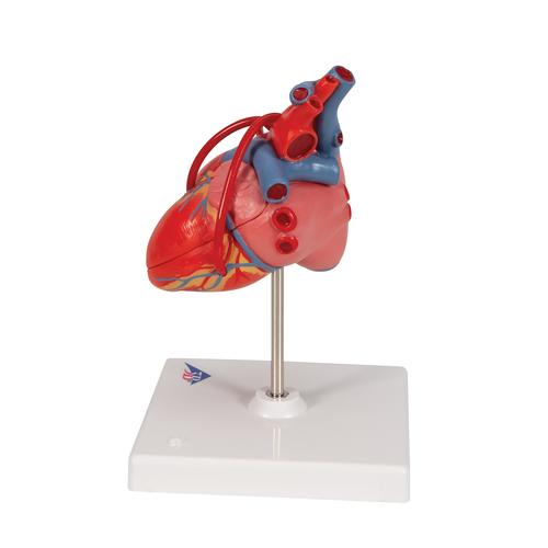 Baypaslı klasik kalp, 2 parçalı - 3B Smart Anatomy, 1017837 [G05], Kalp sagligi ve spor egitimi
