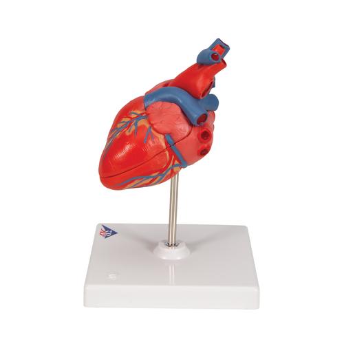 Klasik kalp, 2 parçalı - 3B Smart Anatomy, 1017800 [G08], Kalp ve Dolaşım Modelleri
