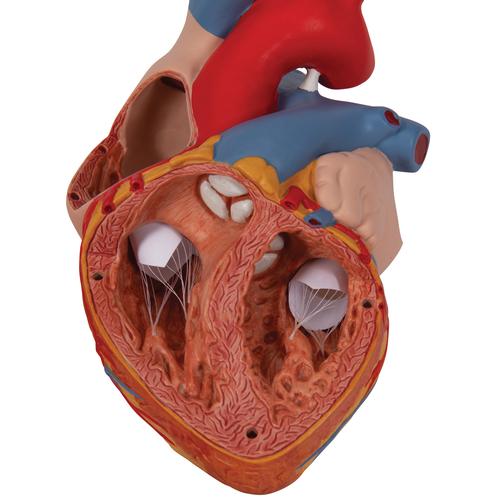 Kalp, 2 kat büyütülmüş, 4 parçalı - 3B Smart Anatomy, 1000268 [G12], Kalp sagligi ve spor egitimi