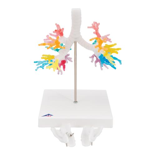 Akciğer Bronş Modeli - Gırtlak ile birlikte - 3B Smart Anatomy, 1000274 [G23], Akciğer Modelleri