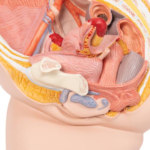 Kadın Pelvis Modeli - 2 parça - 3B Smart Anatomy, 1000281 [H10], Cinsel Organ ve Kalça Modelleri