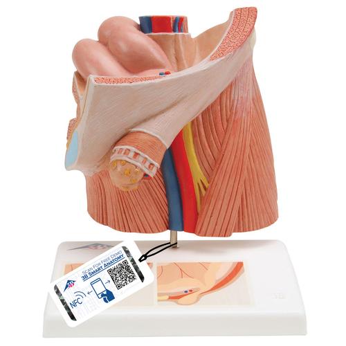 Fıtık Modeli - 3B Smart Anatomy, 1000284 [H13], Cinsel Organ ve Kalça Modelleri