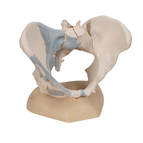 Kadın Pelvis Modeli - 3 parça - 3B Smart Anatomy, 1000286 [H20/2], Saglik egitimi - Kadinlar