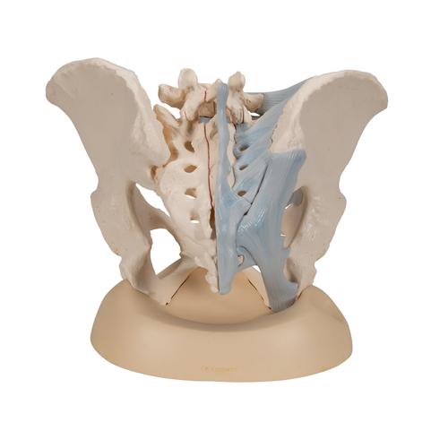 Kadın Pelvis Modeli - 3 parça - 3B Smart Anatomy, 1000286 [H20/2], Cinsel Organ ve Kalça Modelleri