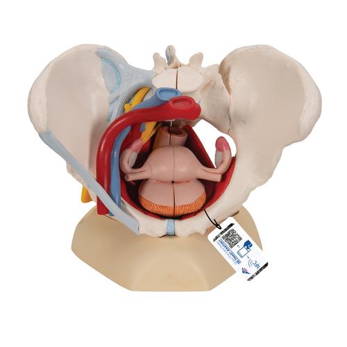 Kadın Pelvis Modeli - 6 parça - 3B Smart Anatomy, 1000288 [H20/4], Saglik egitimi - Kadinlar