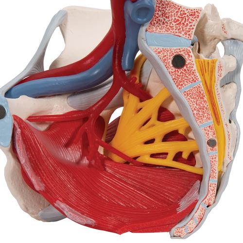 Kadın Pelvis Modeli - 6 parça - 3B Smart Anatomy, 1000288 [H20/4], Saglik egitimi - Kadinlar