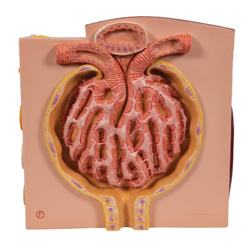 3B MICROanatomy Böbrek - 3B Smart Anatomy, 1000301 [K13], Mikro-Anatomi Modelleri