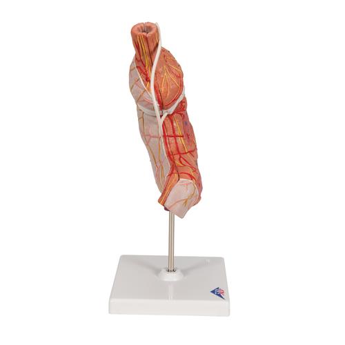 İnsan Midesi Modeli, Mide Bandı ile, 2 Parça - 3B Smart Anatomy, 1012787 [K15/1], Sindirim Sistemi Modelleri