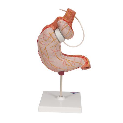 İnsan Midesi Modeli, Mide Bandı ile, 2 Parça - 3B Smart Anatomy, 1012787 [K15/1], Sindirim Sistemi Modelleri