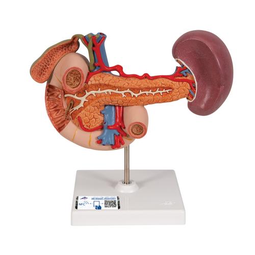 Arka Üst Karın Organları - 3B Smart Anatomy, 1000309 [K22/2], Sindirim Sistemi Modelleri