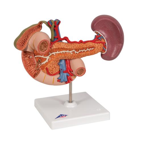Arka Üst Karın Organları - 3B Smart Anatomy, 1000309 [K22/2], Üriner Sistem Modelleri