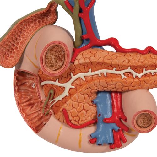 Arka Üst Karın Organları - 3B Smart Anatomy, 1000309 [K22/2], Sindirim Sistemi Modelleri