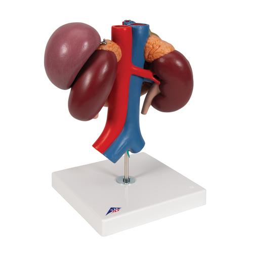 Arka Üst Karın Organlarına Sahip Böbrekler, 3 parçalı - 3B Smart Anatomy, 1000310 [K22/3], Üriner Sistem Modelleri