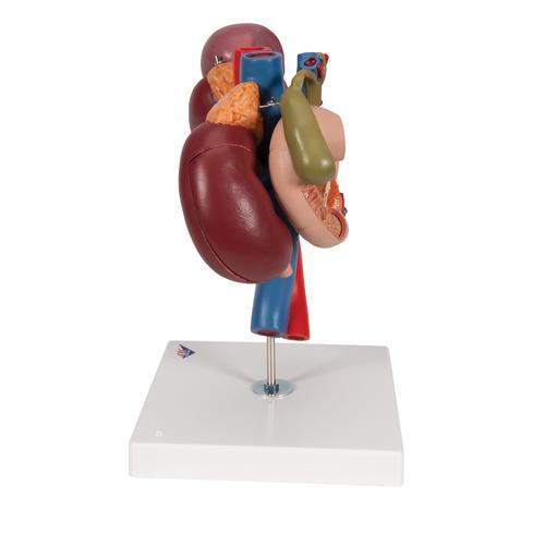 Arka Üst Karın Organlarına Sahip Böbrekler, 3 parçalı - 3B Smart Anatomy, 1000310 [K22/3], Üriner Sistem Modelleri