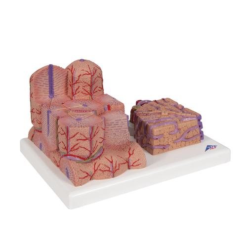 3B MICROanatomy Karaciğer - 3B Smart Anatomy, 1000312 [K24], Mikro-Anatomi Modelleri