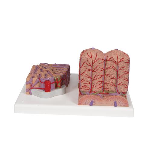 3B MICROanatomy Karaciğer - 3B Smart Anatomy, 1000312 [K24], Mikro-Anatomi Modelleri