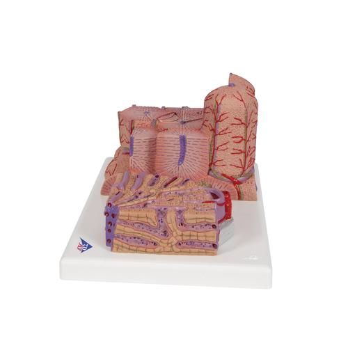 3B MICROanatomy Karaciğer - 3B Smart Anatomy, 1000312 [K24], Sindirim Sistemi Modelleri
