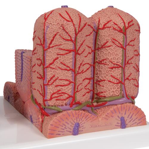 3B MICROanatomy Karaciğer - 3B Smart Anatomy, 1000312 [K24], Sindirim Sistemi Modelleri