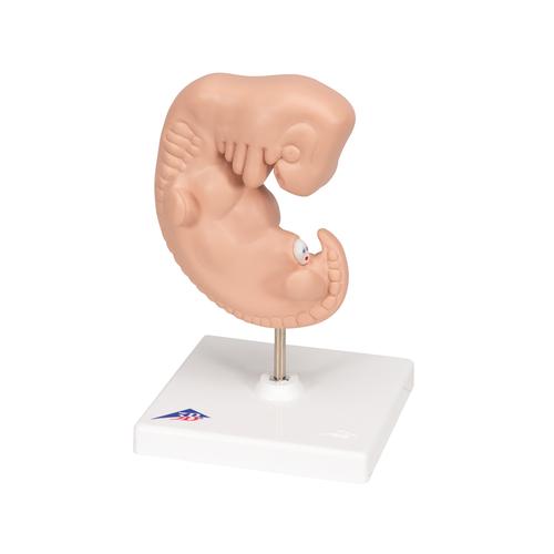 Embriyo, 25 kat büyütülmüş - 3B Smart Anatomy, 1014207 [L15], Insan