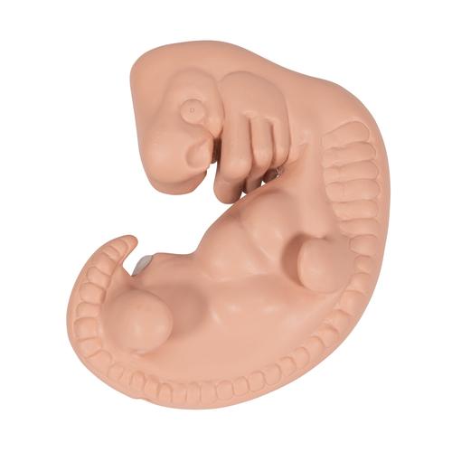 Embriyo, 25 kat büyütülmüş - 3B Smart Anatomy, 1014207 [L15], Gebelik Modelleri