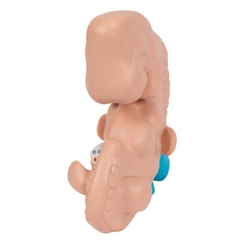Embriyo, 25 kat büyütülmüş - 3B Smart Anatomy, 1014207 [L15], Insan