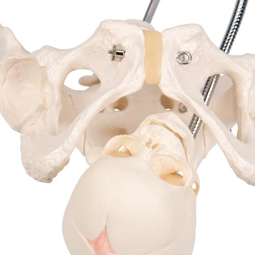 Doğum Sırasında Pelvis - 3B Smart Anatomy, 1000334 [L30], Gebelik Modelleri