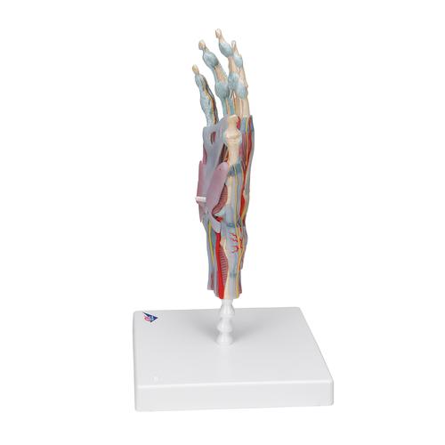 Bağlar ve Kaslarla birlikte El İskeleti Modeli - 3B Smart Anatomy, 1000358 [M33/1], El ve kol iskelet modelleri