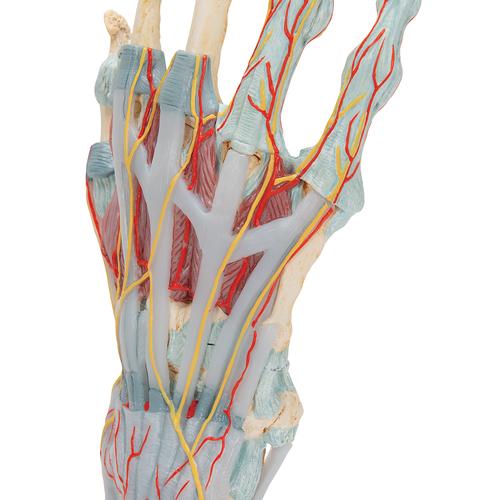 Bağlar ve Kaslarla birlikte El İskeleti Modeli - 3B Smart Anatomy, 1000358 [M33/1], El ve kol iskelet modelleri