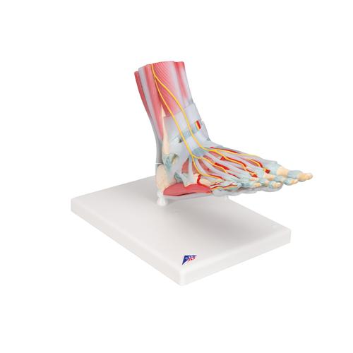 Bağlar ve kaslarla birlikte ayak iskeleti modeli - 3B Smart Anatomy, 1019421 [M34/1], Ayak ve bacak iskelet modelleri