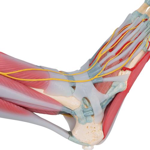 Bağlar ve kaslarla birlikte ayak iskeleti modeli - 3B Smart Anatomy, 1019421 [M34/1], Ayak ve bacak iskelet modelleri