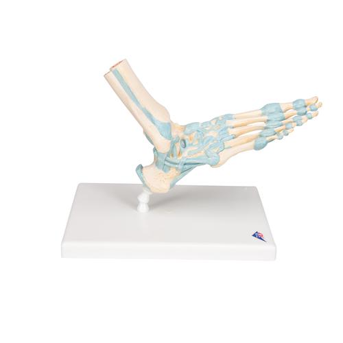 Bağlarla birlikte Ayak İskeleti Modeli - 3B Smart Anatomy, 1000359 [M34], Ayak ve bacak iskelet modelleri