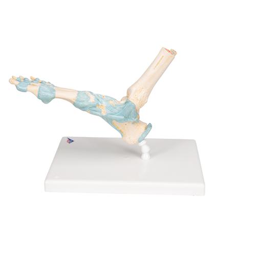 Bağlarla birlikte Ayak İskeleti Modeli - 3B Smart Anatomy, 1000359 [M34], Ayak ve bacak iskelet modelleri