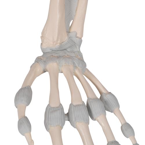 Elastik Bağları ile El İskeleti - 3B Smart Anatomy, 1013683 [M36], El ve kol iskelet modelleri