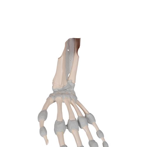 Elastik Bağları ile El İskeleti - 3B Smart Anatomy, 1013683 [M36], El ve kol iskelet modelleri