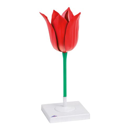 Lale (Tulipa gesneriana), 1017832 [T210101], Monokotil Bitki Modeller