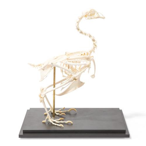 Chicken Skeleton, Articulated, 1020966 [T300021], Kuşlar