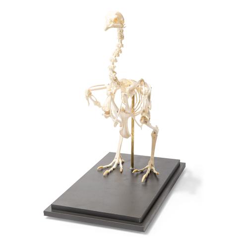 Chicken Skeleton, Articulated, 1020966 [T300021], Kuşlar