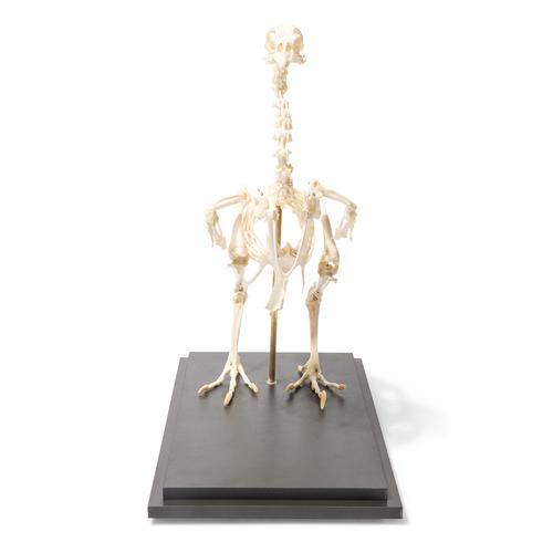 Chicken Skeleton, Articulated, 1020966 [T300021], Ornitoloji (kuş bilimi)