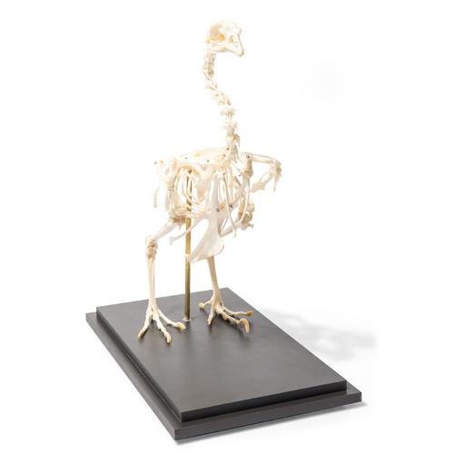 Chicken Skeleton, Articulated, 1020966 [T300021], Ornitoloji (kuş bilimi)