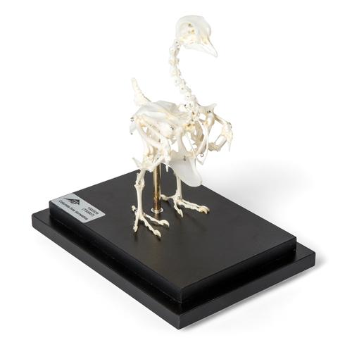 Pigeon Skeleton, Articulated on Base, 1020982 [T300071], Ornitoloji (kuş bilimi)