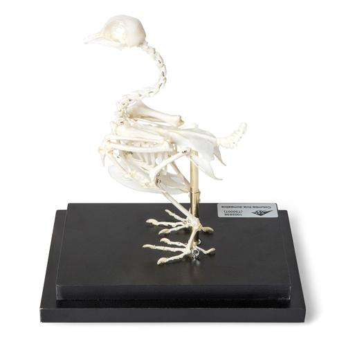 Pigeon Skeleton, Articulated on Base, 1020982 [T300071], Ornitoloji (kuş bilimi)