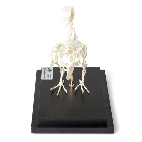 Pigeon Skeleton, Articulated on Base, 1020982 [T300071], Kuşlar