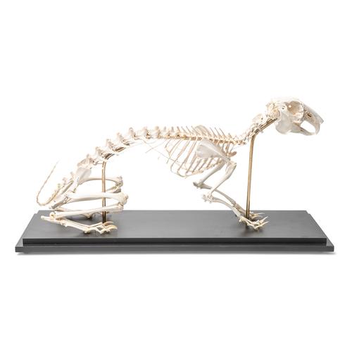 Rabbit Skeleton, Articulated, 1020985 [T300081], Kemirgenler (Rodentia)